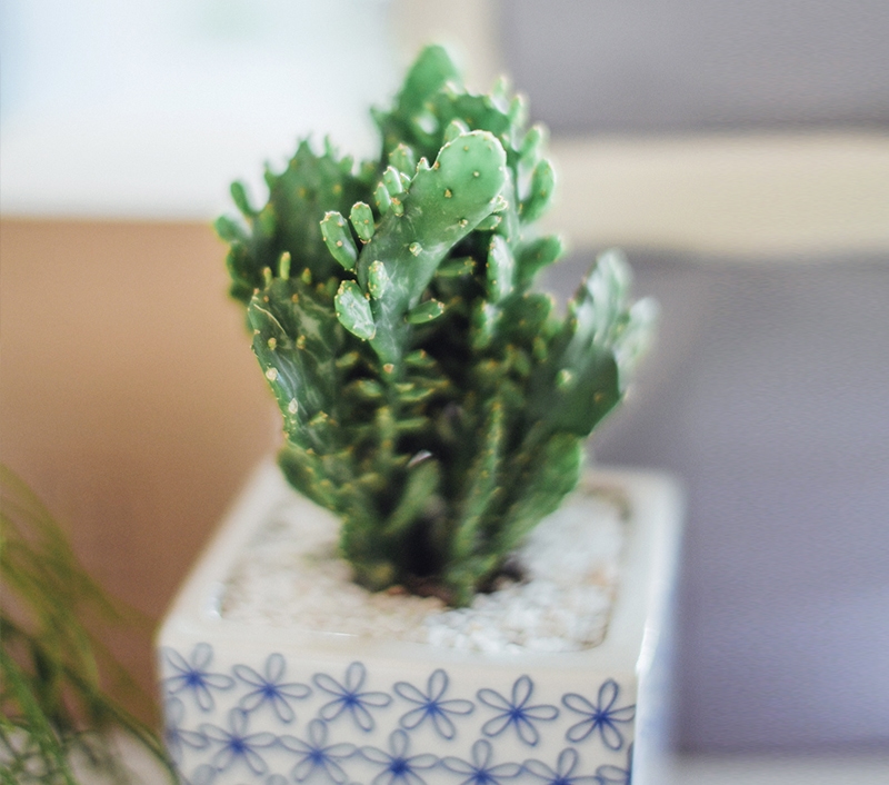 A plant in a blue and white pot